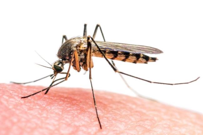 יתוש על עור אדם, אטובקוון ופרוגואניל (Malarone) לטיפול ומניעה של קדחת הביצות (מלריה)